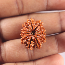 Load image into Gallery viewer, 11 Mukhi Nepalese Rudraksha - Bead No. 427