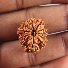 Load image into Gallery viewer, 11 Mukhi Nepalese Rudraksha - Bead No. 416