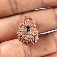 Load image into Gallery viewer, 15 Mukhi Indonesian Rudraksha - Bead No. 113