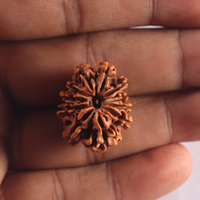 Load image into Gallery viewer, 11 Mukhi Nepalese Rudraksha - Bead No. 423