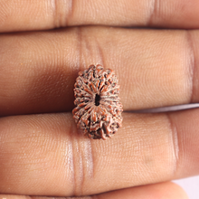 Load image into Gallery viewer, 15 Mukhi Indonesian Rudraksha - Bead No. 130