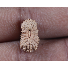 Load image into Gallery viewer, 23 Mukhi Rudraksha from Indonesia