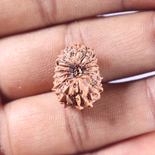 Load image into Gallery viewer, 15 Mukhi Indonesian Rudraksha - Bead No. 121