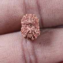 Load image into Gallery viewer, 14 mukhi Indonesian Rudraksha - Bead No. 400