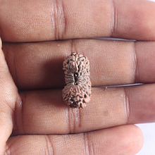 Load image into Gallery viewer, 20 Mukhi Indonesian Rudraksha - Bead 23