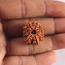 Load image into Gallery viewer, 11 Mukhi Nepalese Rudraksha - Bead No. 431