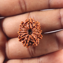 Load image into Gallery viewer, 11 Mukhi Nepalese Rudraksha - Bead No. 418