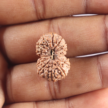 Load image into Gallery viewer, 16 Mukhi Rudraksha from Indonesia - Bead No. 335