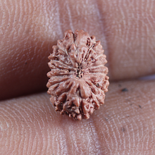 Load image into Gallery viewer, 16 Mukhi Rudraksha from Indonesia - Bead No 341