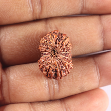 Load image into Gallery viewer, 15 Mukhi Indonesian Rudraksha - Bead No. 114