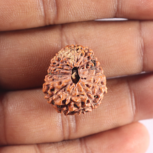 Load image into Gallery viewer, 15 Mukhi Indonesian Rudraksha - Bead No. 108