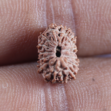 Load image into Gallery viewer, 16 Mukhi Rudraksha from Indonesia - Bead No 327