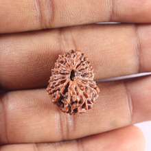 Load image into Gallery viewer, 15 Mukhi Indonesian Rudraksha - Bead No. 116