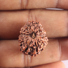 Load image into Gallery viewer, 15 Mukhi Indonesian Rudraksha - Bead No. 135