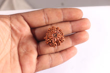Load image into Gallery viewer, 14 Mukhi Nepalese Rudraksha - Bead No. 379