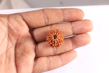 Load image into Gallery viewer, 14 Mukhi Nepalese Rudraksha - Bead No. 387