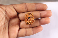 Load image into Gallery viewer, 16 Mukhi Rudraksha from Nepal - Bead No. 134