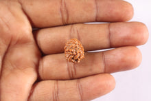 Load image into Gallery viewer, 2 Mukhi Rudraksha from Nepal - Bead No. 200