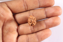 Load image into Gallery viewer, 2 Mukhi Rudraksha from Nepal - Bead No. 201