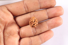 Load image into Gallery viewer, 2 Mukhi Rudraksha from Nepal - Bead No. 205