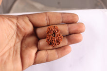 Load image into Gallery viewer, 16 Mukhi Rudraksha from Nepal - Bead No. 26