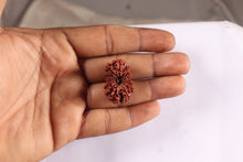Load image into Gallery viewer, 16 Mukhi Rudraksha from Nepal - Bead No. 45