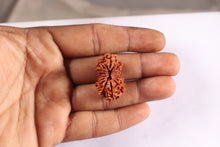 Load image into Gallery viewer, 16 Mukhi Rudraksha from Nepal - Bead No. 47