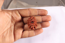 Load image into Gallery viewer, 16 Mukhi Rudraksha from Nepal - Bead No. 50