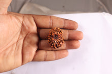 Load image into Gallery viewer, 16 Mukhi Rudraksha from Nepal - Bead No. 54