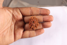 Load image into Gallery viewer, 16 Mukhi Rudraksha from Nepal - Bead No. 75