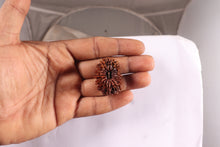 Load image into Gallery viewer, 16 Mukhi Rudraksha from Nepal - Bead No. 69