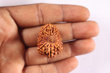 Load image into Gallery viewer, 16 Mukhi Rudraksha from Nepal - Bead No. 102