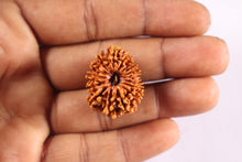 Load image into Gallery viewer, 16 Mukhi Rudraksha from Nepal - Bead No. 122