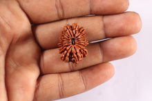 Load image into Gallery viewer, 16 Mukhi Rudraksha from Nepal - Bead No. 124