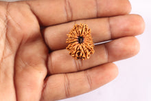 Load image into Gallery viewer, 16 Mukhi Rudraksha from Nepal - Bead No. 125