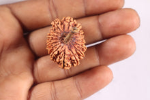 Load image into Gallery viewer, 16 Mukhi Rudraksha from Nepal - Bead No. 103