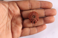 Load image into Gallery viewer, 17 Mukhi Nepalese Rudraksha - Bead No. 21