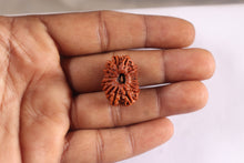 Load image into Gallery viewer, 17 Mukhi Nepalese Rudraksha - Bead No. 63