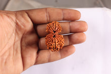 Load image into Gallery viewer, 17 Mukhi Nepalese Gaurishankar Rudraksha - Bead No. 65