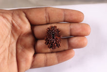 Load image into Gallery viewer, 17 Mukhi Nepalese Rudraksha - Bead No. 79