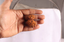 Load image into Gallery viewer, 19 Mukhi Gaurishankar Nepalese Rudraksha - Bead No 16