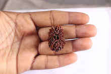 Load image into Gallery viewer, 20 Mukhi Nepalese Rudraksha - Bead No 12