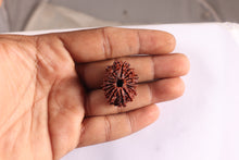 Load image into Gallery viewer, 15 Mukhi Rudraksha from Nepal - Bead No. 22