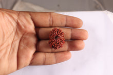 Load image into Gallery viewer, 15 Mukhi Rudraksha from Nepal - Bead No. 28