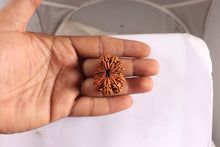 Load image into Gallery viewer, 15 Mukhi Rudraksha from Nepal - Bead No. 30