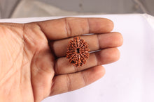 Load image into Gallery viewer, 15 Mukhi Rudraksha from Nepal - Bead No. 35