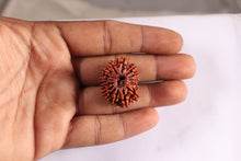 Load image into Gallery viewer, 15 Mukhi Rudraksha from Nepal - Bead No. 60