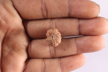 Load image into Gallery viewer, 10 Mukhi Rudraksha from Indonesia - Bead No. 6