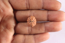 Load image into Gallery viewer, 9 Mukhi Rudraksha from Indonesia - Bead No. 7