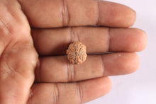 Load image into Gallery viewer, 9 Mukhi Rudraksha from Indonesia - Bead No. 9